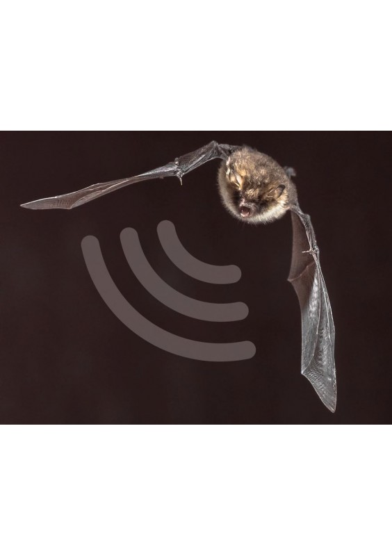 DÉTECTEUR D'ULTRASONS ET DE CHAUVESOURIS WSAK8118 — free download
