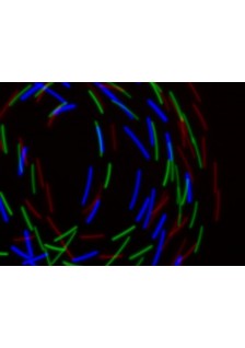 GANTS LUMINEUX À LED